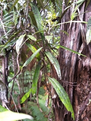 Corokia buddleioides