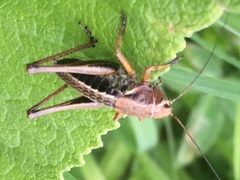 Psorodonotus caucasicus
