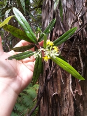 Corokia buddleioides