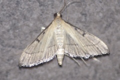 Bradina admixtalis