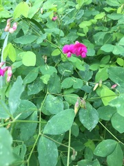 Lathyrus roseus