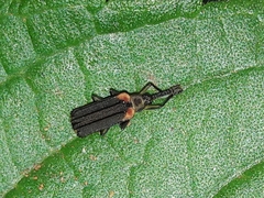 Heterispa vinula