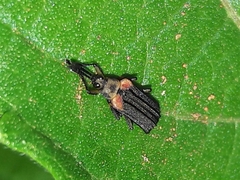 Heterispa vinula
