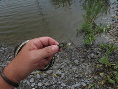 Nerodia clarkii clarkii