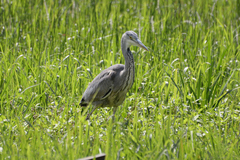 Ardea cinerea