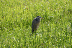 Ardea cinerea