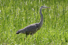 Ardea cinerea