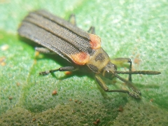 Heterispa vinula