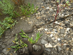 Nerodia clarkii clarkii