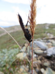 Urocerus flavicornis