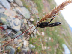 Urocerus flavicornis