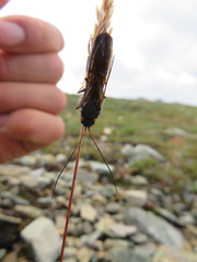 Urocerus flavicornis