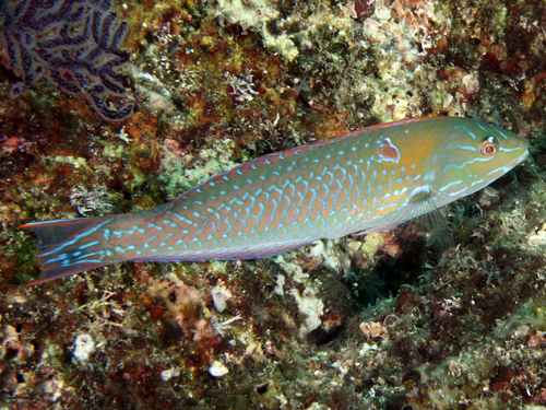 Chameleon Wrasse