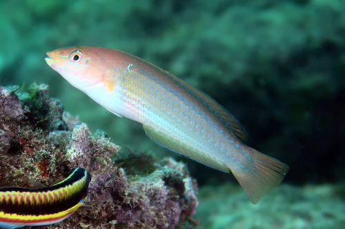 Chameleon Wrasse