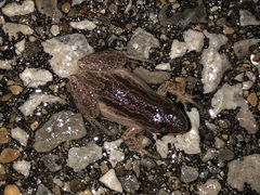 Pseudacris triseriata