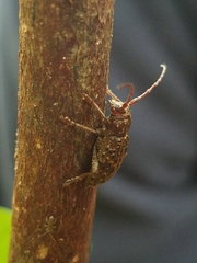 Plectrura spinicauda