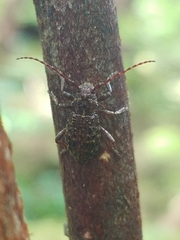 Plectrura spinicauda
