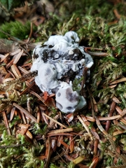 Hydnellum suaveolens