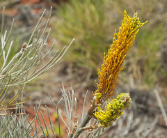 Grevillea eriostachya