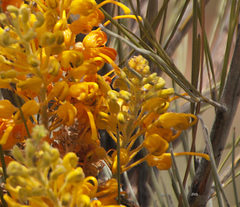Grevillea eriostachya