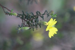Hibbertia australis