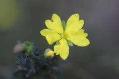 Hibbertia australis