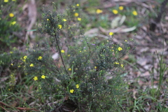 Hibbertia australis