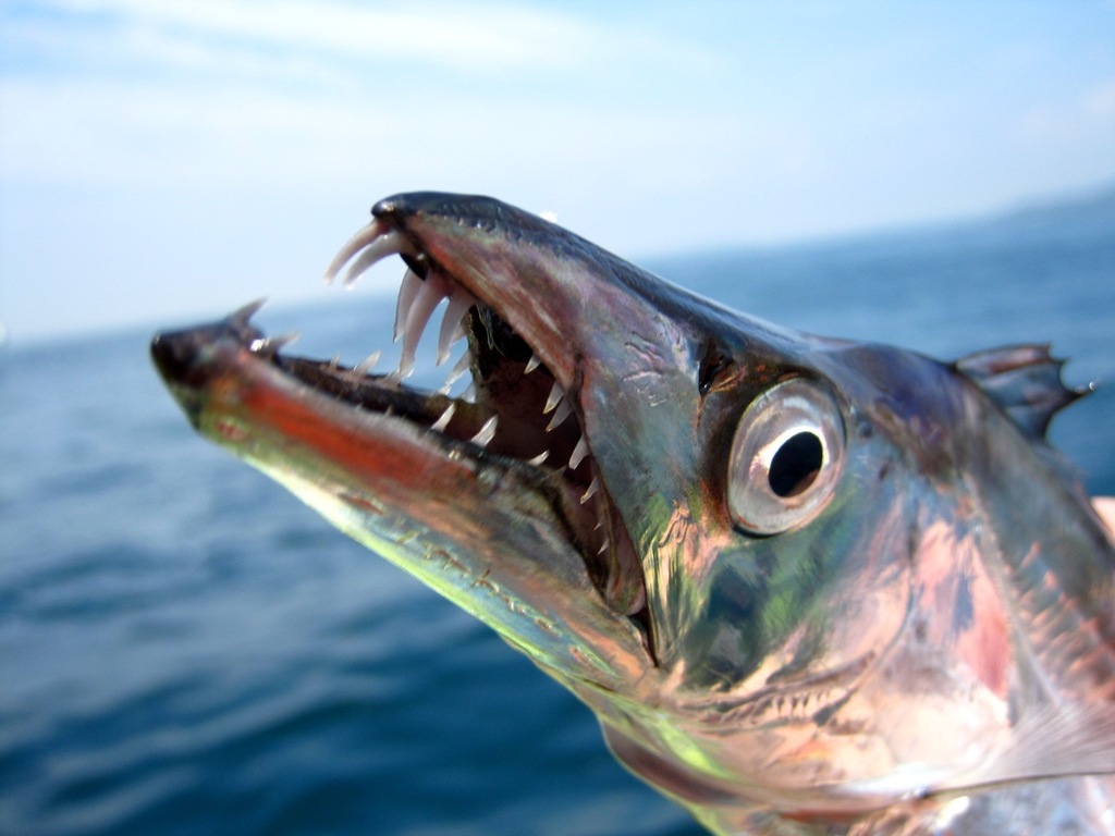 Largehead Hairtail