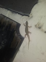 Hemidactylus frenatus