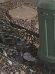 Micrurus tener tener