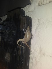 Hemidactylus frenatus