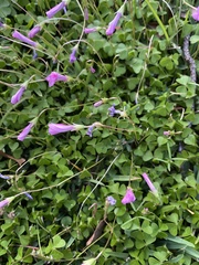Oxalis hispidula