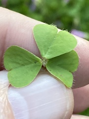 Oxalis hispidula