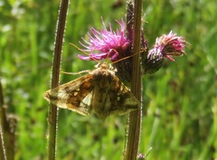 Autographa bimaculata