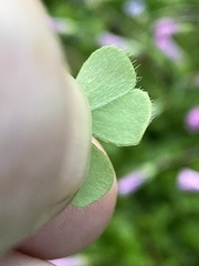 Oxalis hispidula