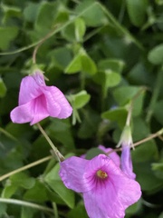 Oxalis hispidula