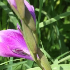 Gladiolus italicus