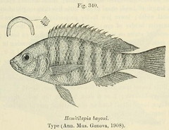 Cichlid photo 1