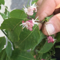 Lonicera iberica