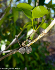 Peponidium
