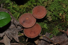 Tubaria confragosa