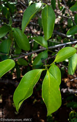 Peponidium