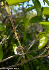Peponidium