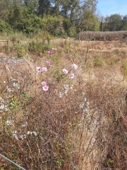 Cosmos bipinnatus