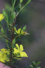 Hibbertia australis