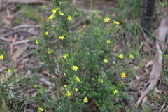 Hibbertia australis