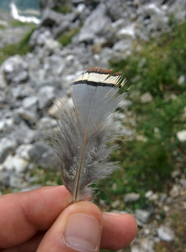 Alectoris graeca