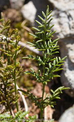 Cryptogramma sitchensis