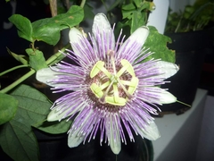 Passiflora sprucei