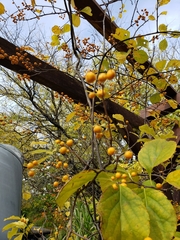 Celastrus orbiculatus